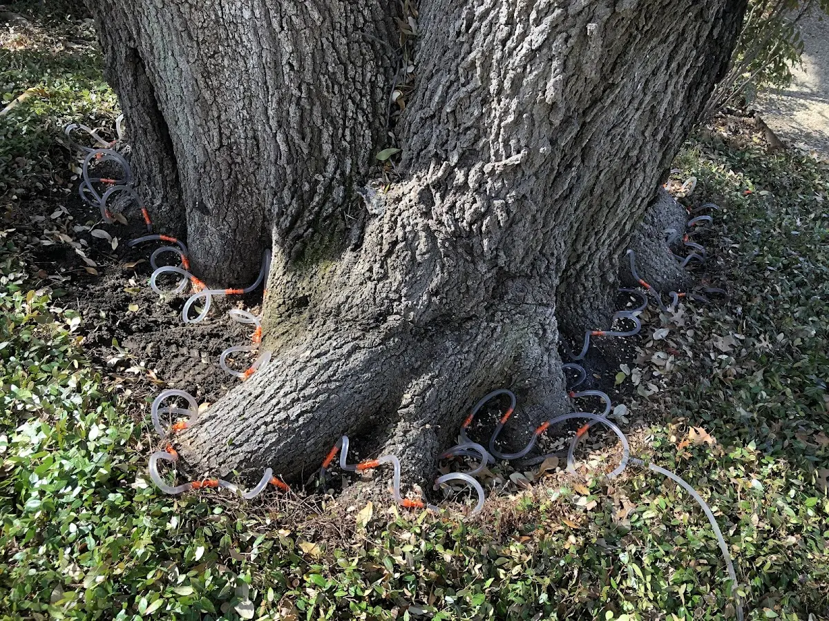 Detailed Tree Cabling and Bracing job site in Leavenworth