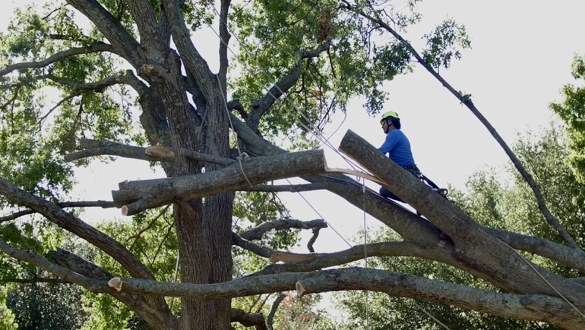 Professional Hazardous Tree Removal performed by certified arborists in Leavenworth