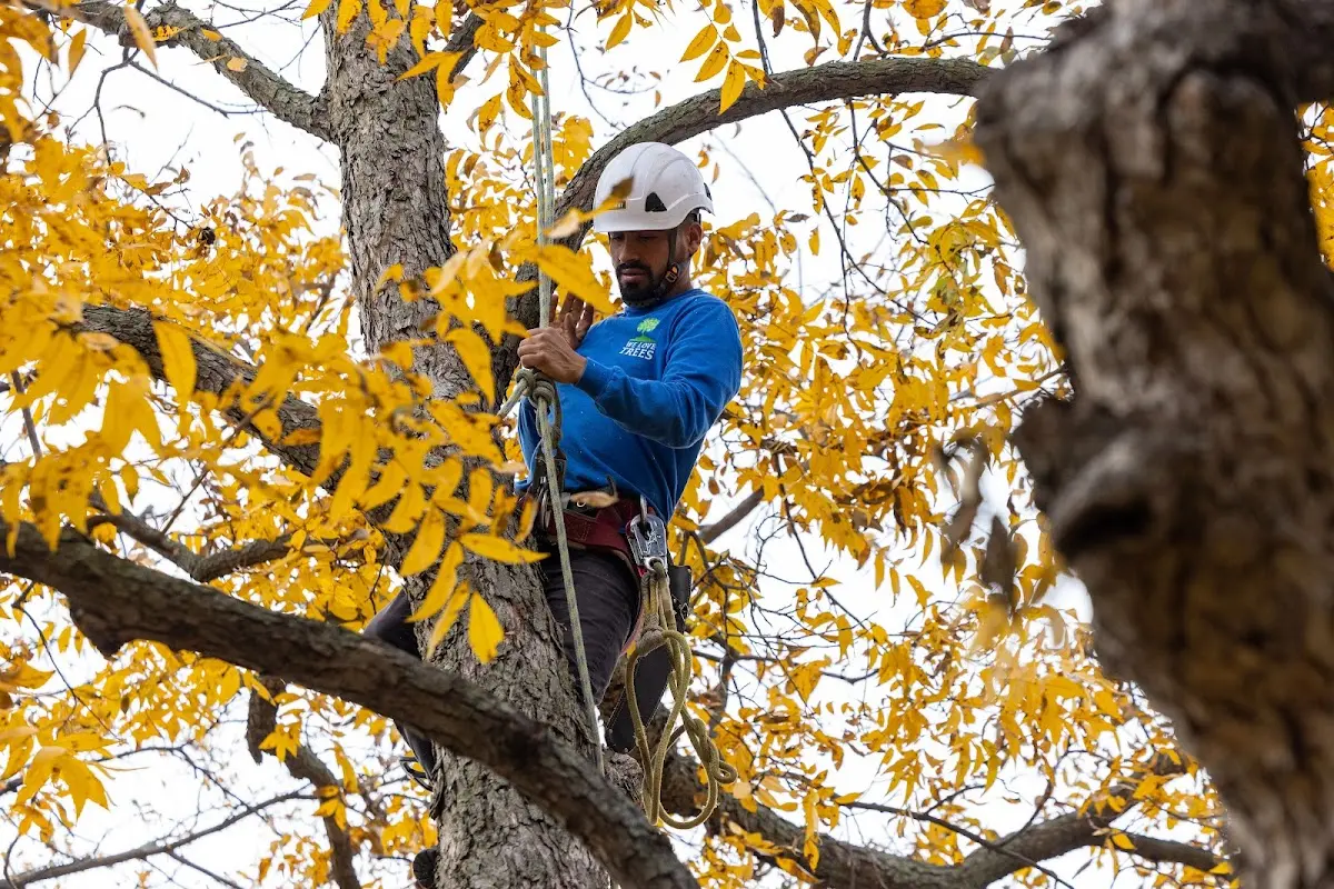 Skilled Tree Pruning crew working in Leavenworth